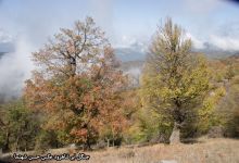 گزارش تصویری از فصل پاییز در جنگل ابر شاهرود